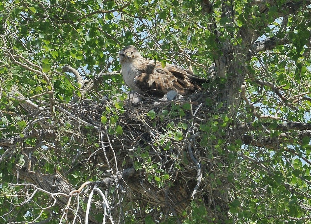 Long-legged Buzzard - ML204975831
