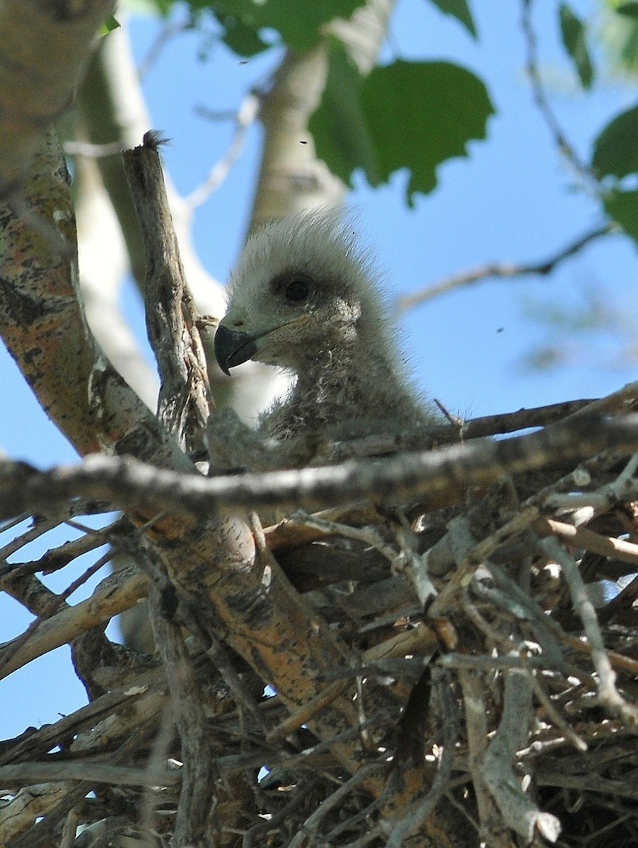 Black Kite - Altay Zhatkanbayev