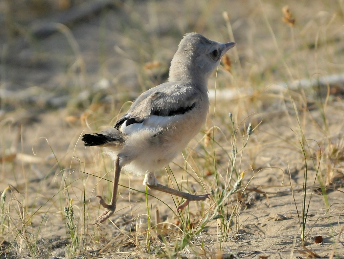 Turkestan Ground-Jay - ML204975881