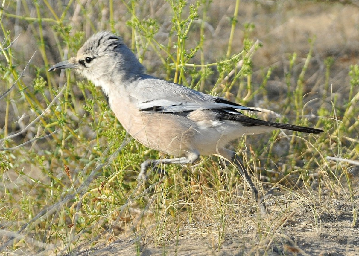 Turkestan Ground-Jay - ML204975891