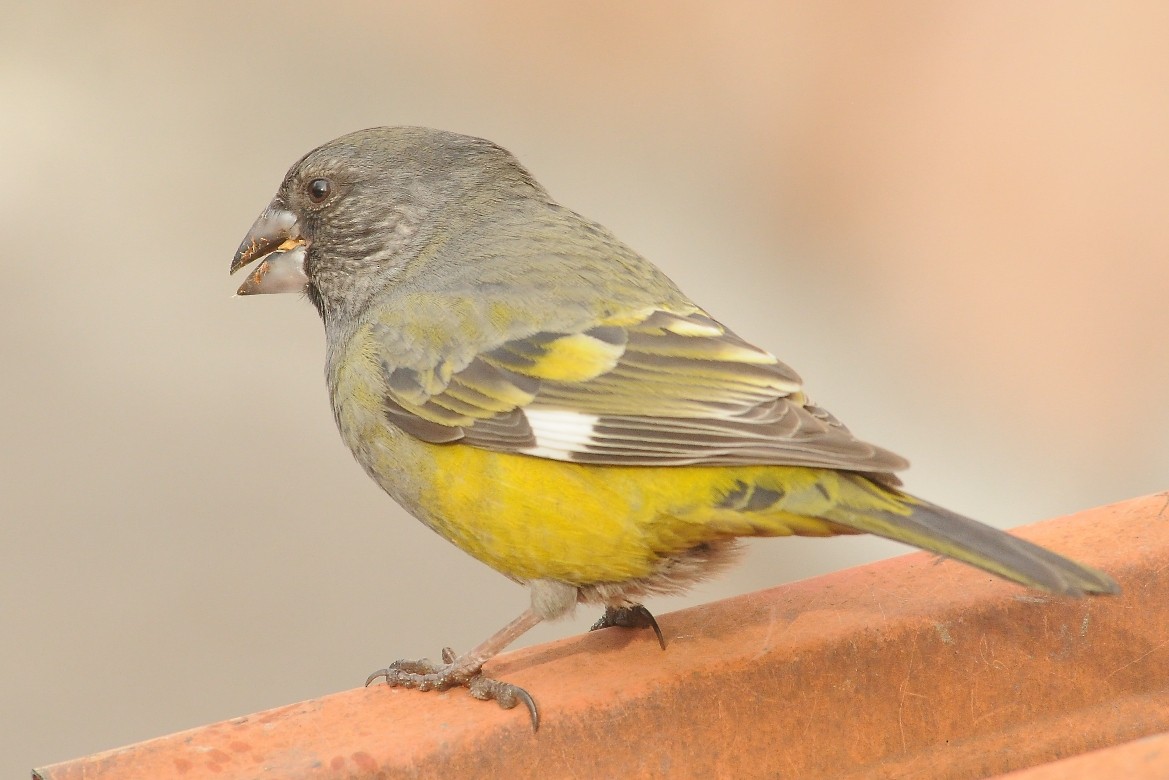 White-winged Grosbeak - ML204975921