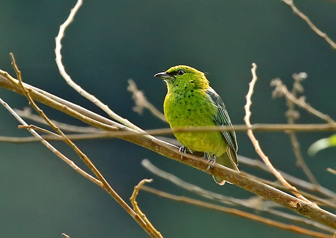 Dotted Tanager - Roger Ahlman