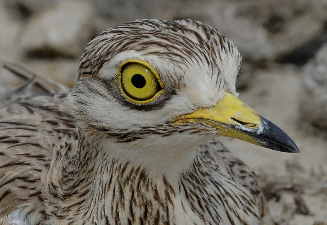 Eurasian Thick-knee - ML204976051