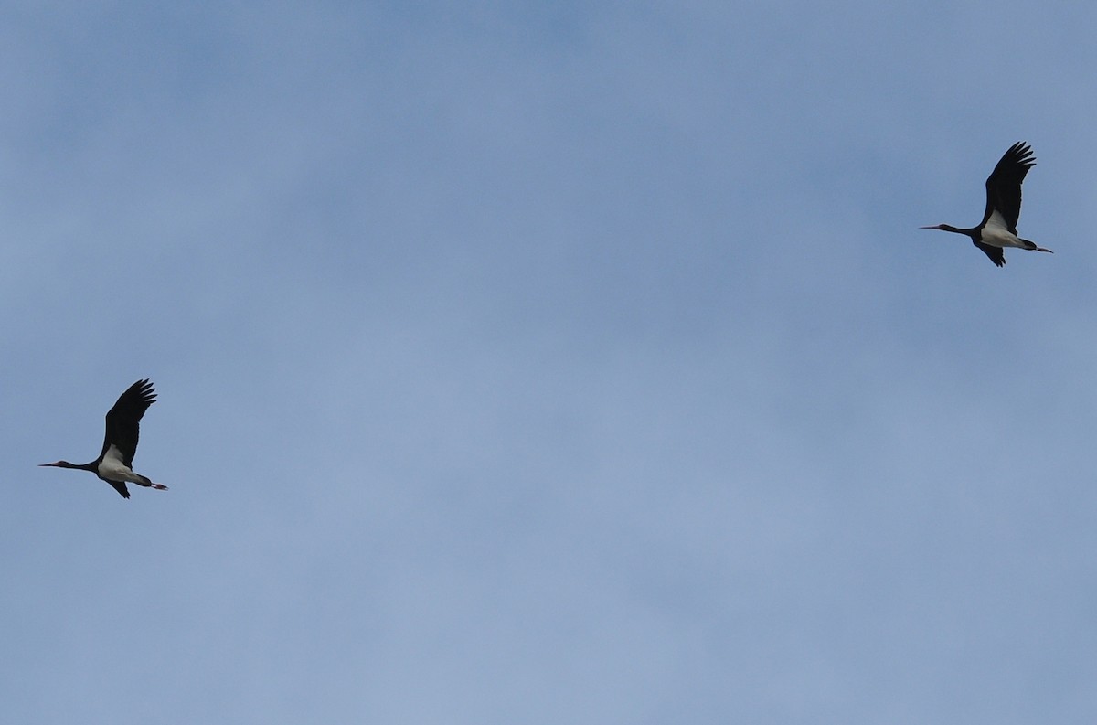 Black Stork - Altay Zhatkanbayev