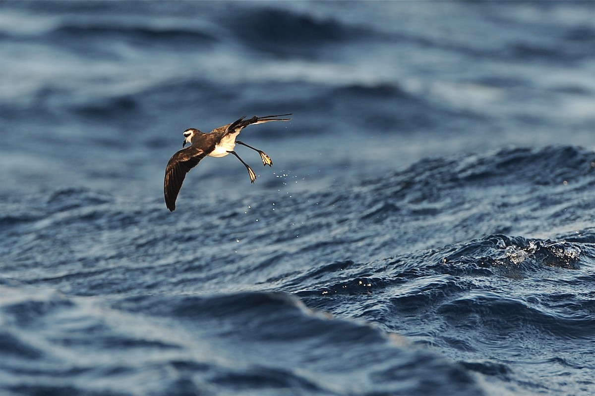 White-faced Storm-Petrel - ML204976161