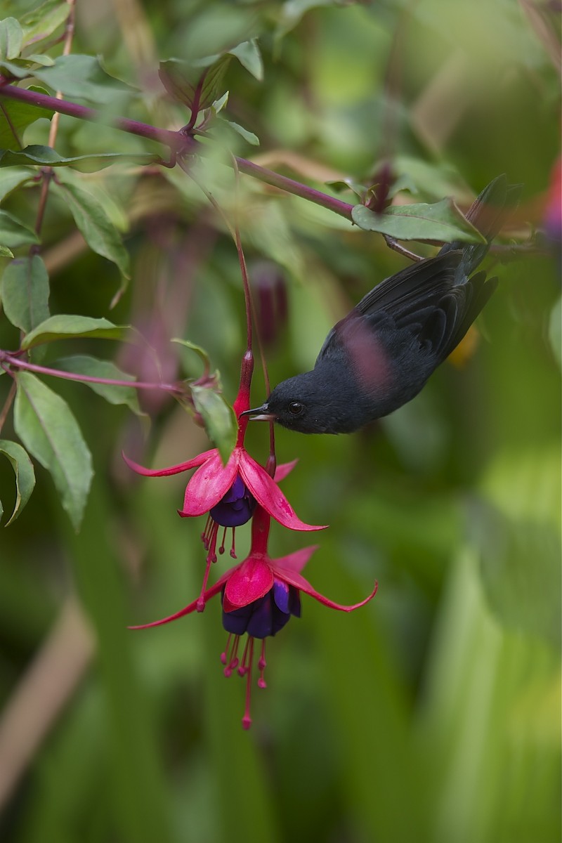 Slaty Flowerpiercer - ML204976241