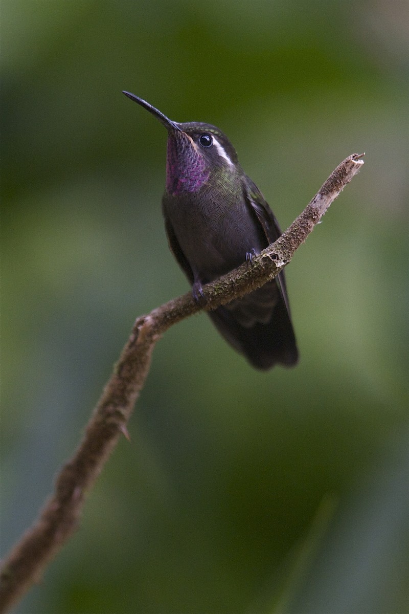 Amethyst-throated Mountain-gem - Marc FASOL