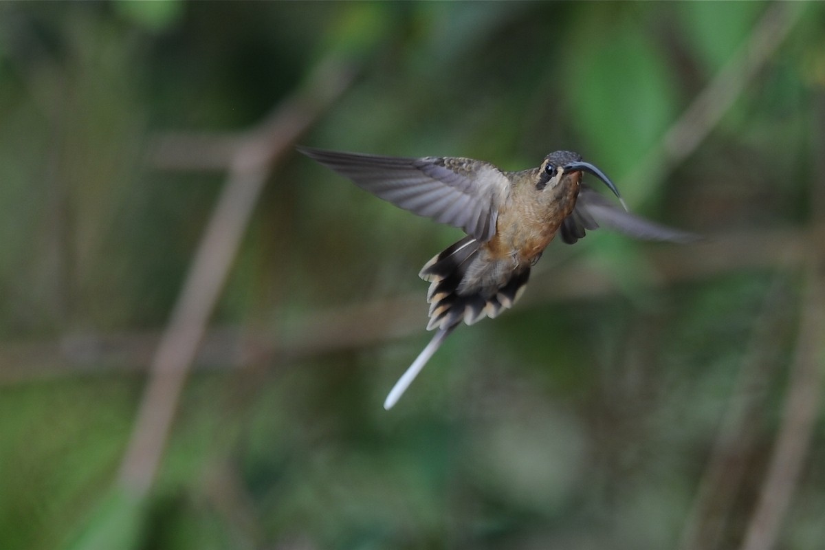 kolibřík dlouhozobý - ML204976551