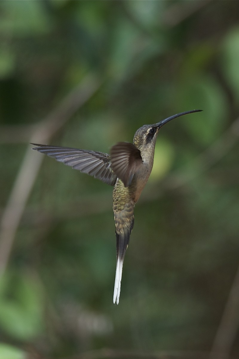 Great-billed Hermit - Marc FASOL