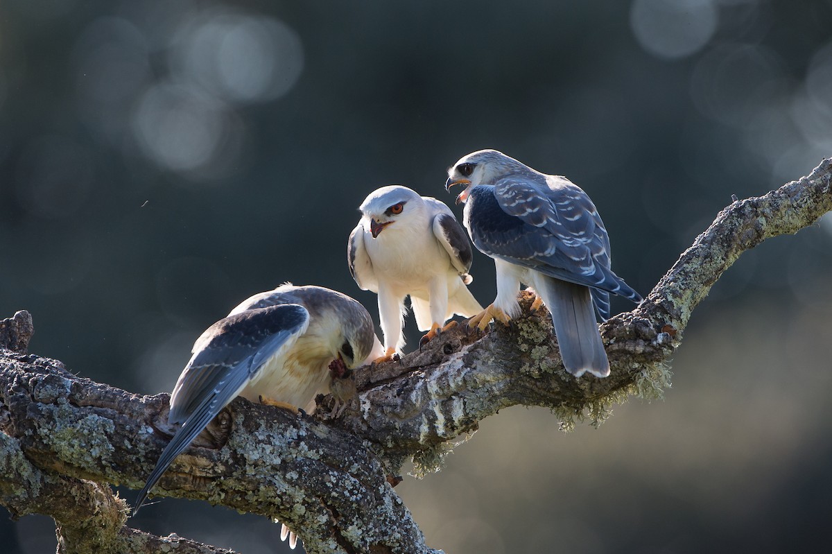 Black-winged Kite (African) - ML204976651