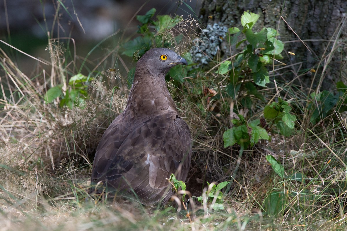 European Honey-buzzard - Marc FASOL