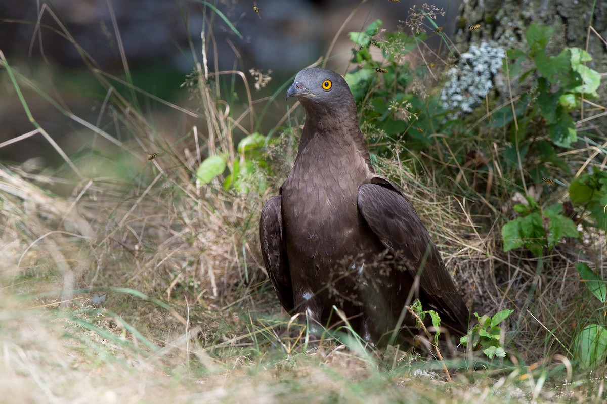 European Honey-buzzard - ML204976811