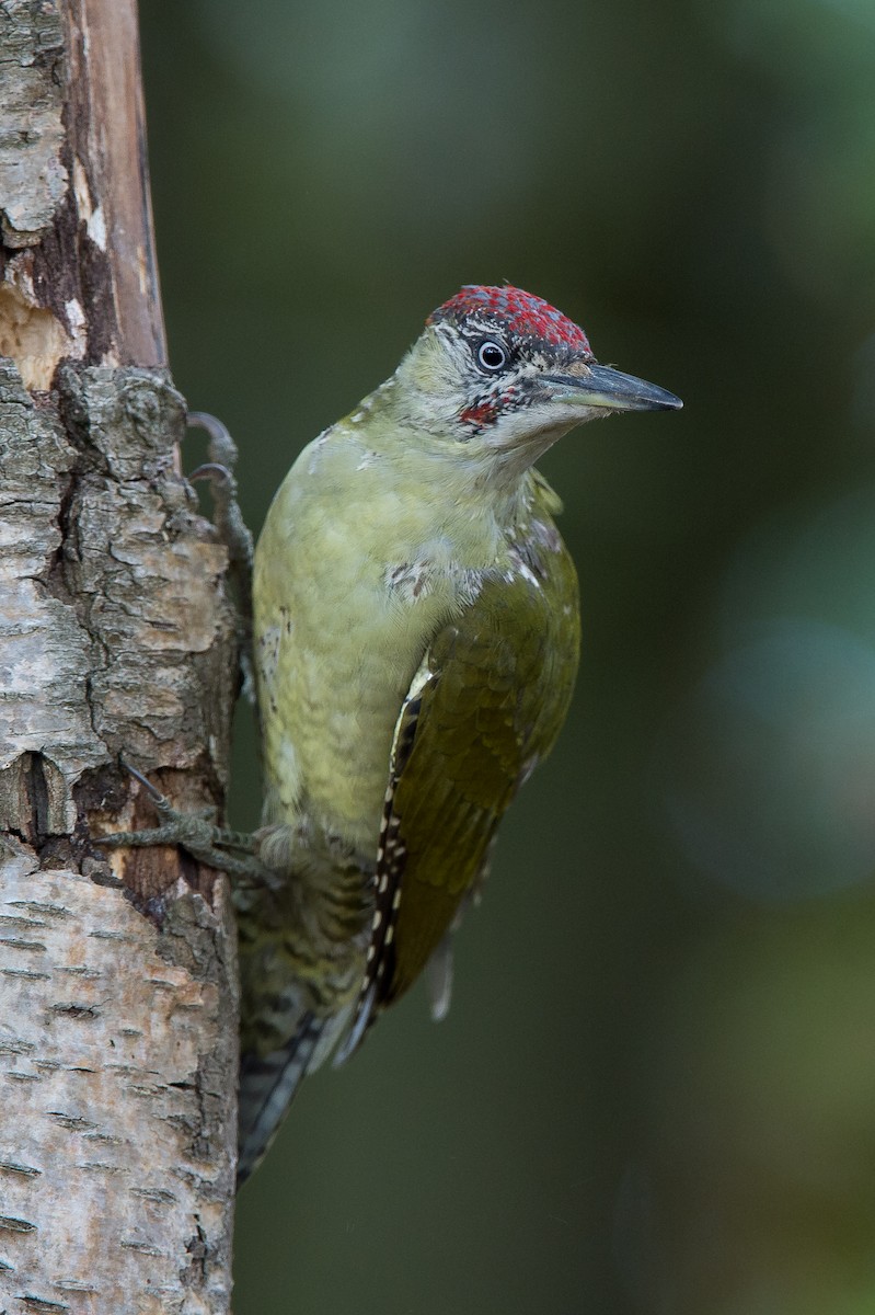 Eurasian Green Woodpecker (Eurasian) - Marc FASOL