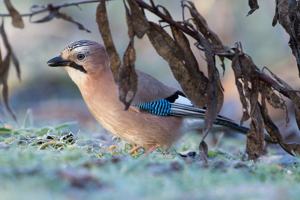 Eurasian Jay (Eurasian) - Marc FASOL