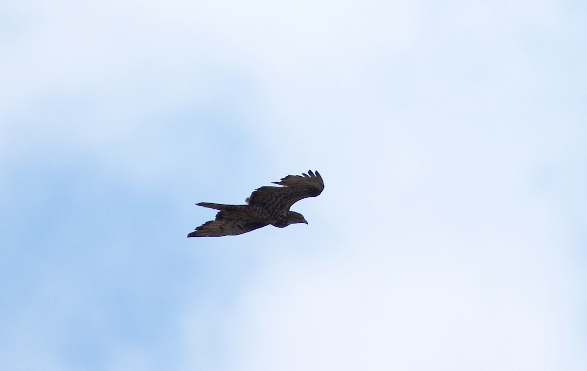 European Honey-buzzard - ML204977141