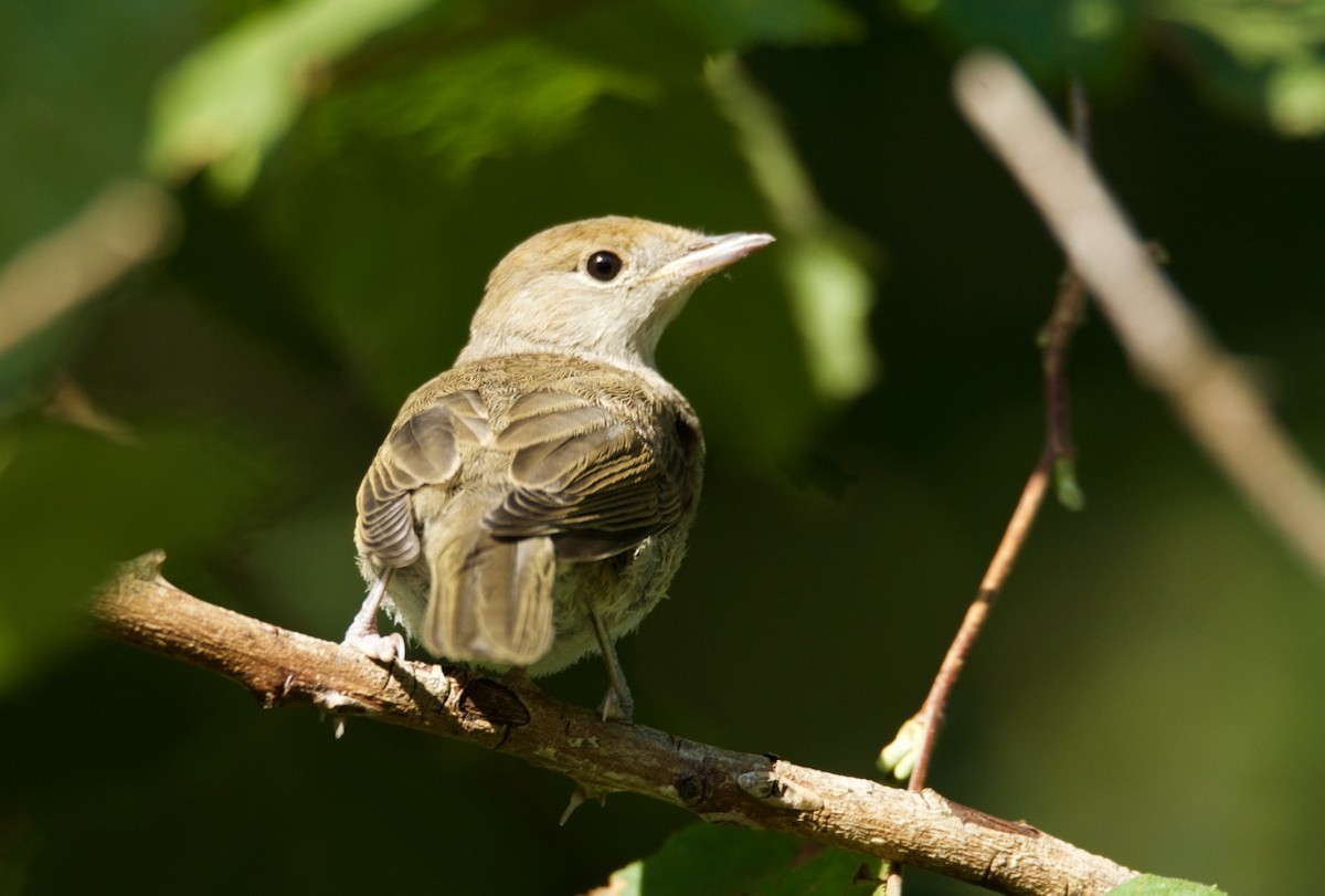 Eurasian Blackcap - ML204977171