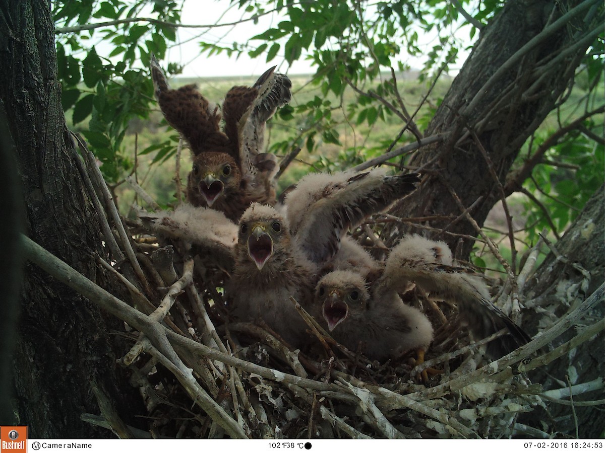 Eurasian Kestrel (Eurasian) - ML204977871