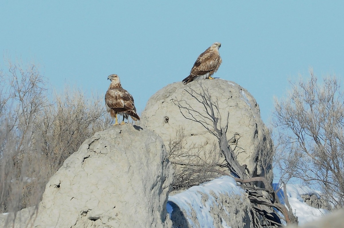 Long-legged Buzzard - ML204977891