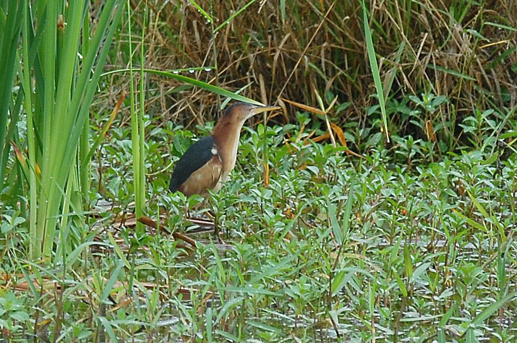 Least Bittern - ML20497801