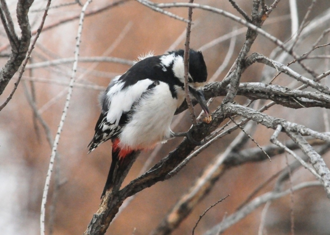 White-winged Woodpecker - Altay Zhatkanbayev