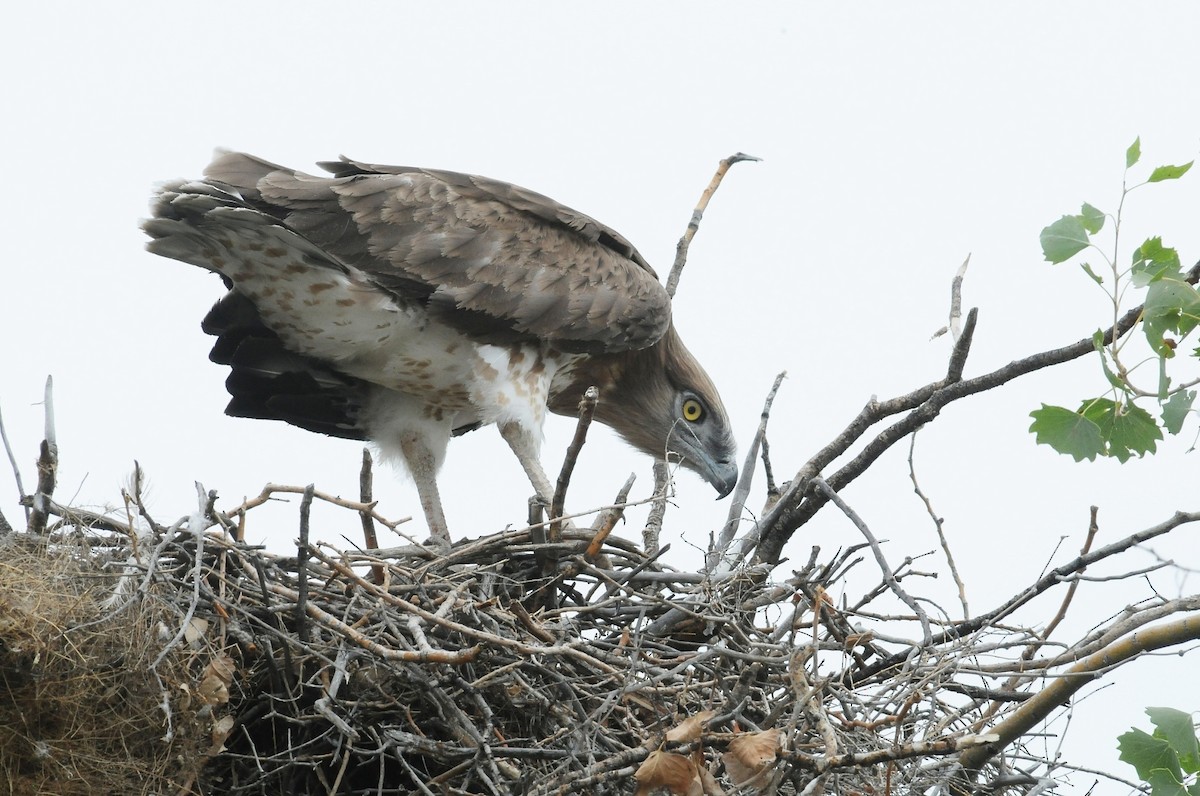 Short-toed Snake-Eagle - ML204978121