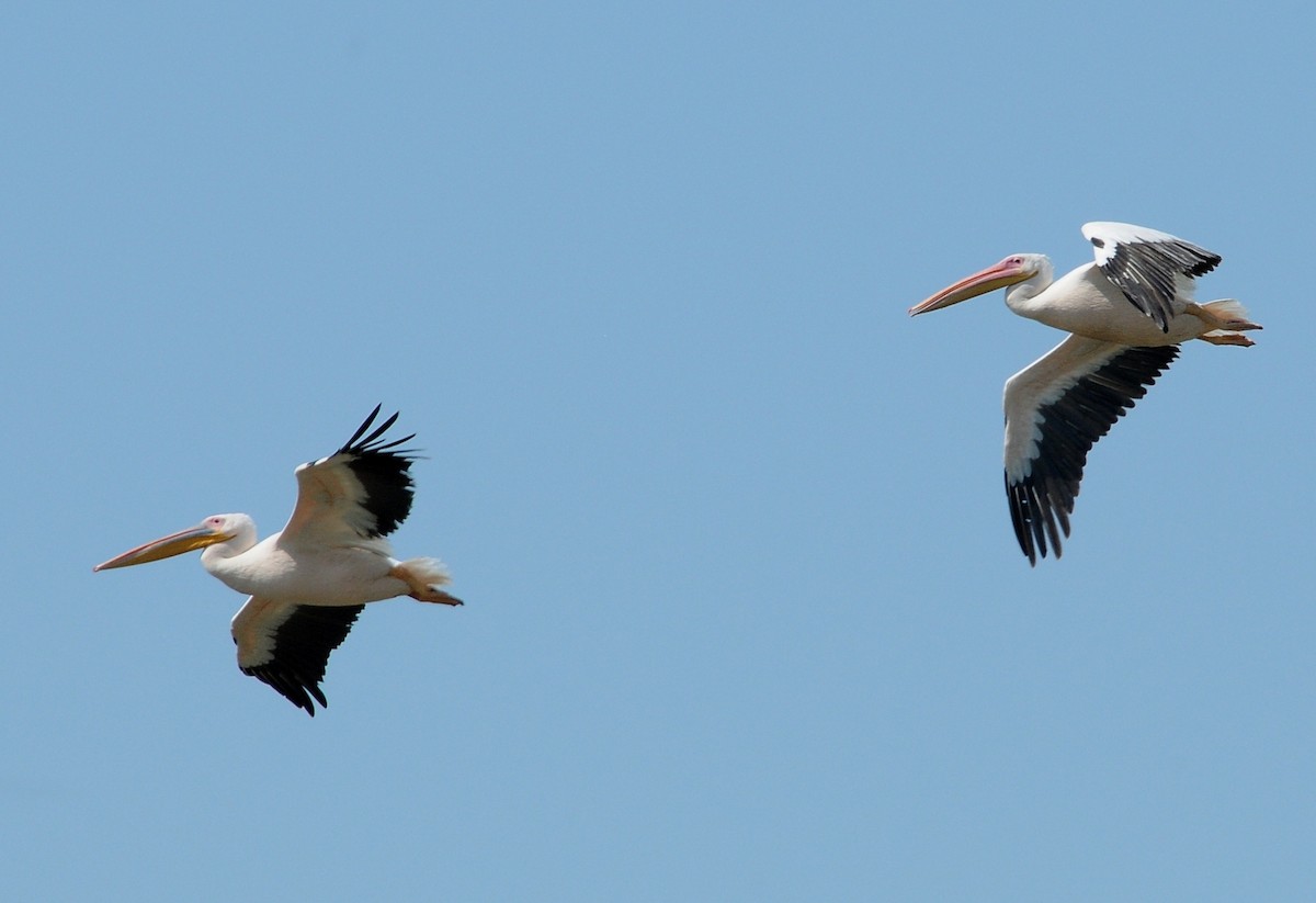 Great White Pelican - ML204978161