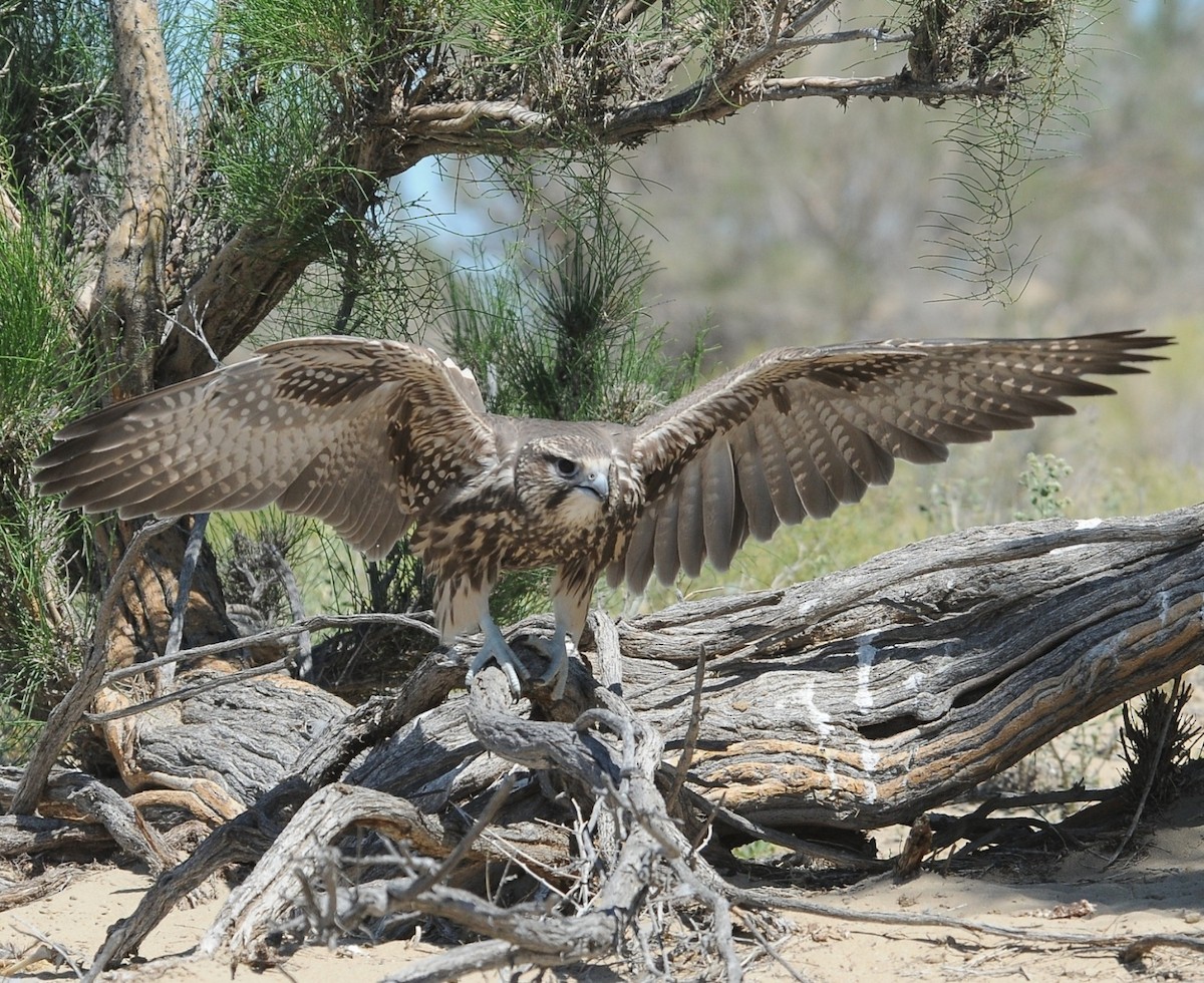 Saker Falcon - ML204978181