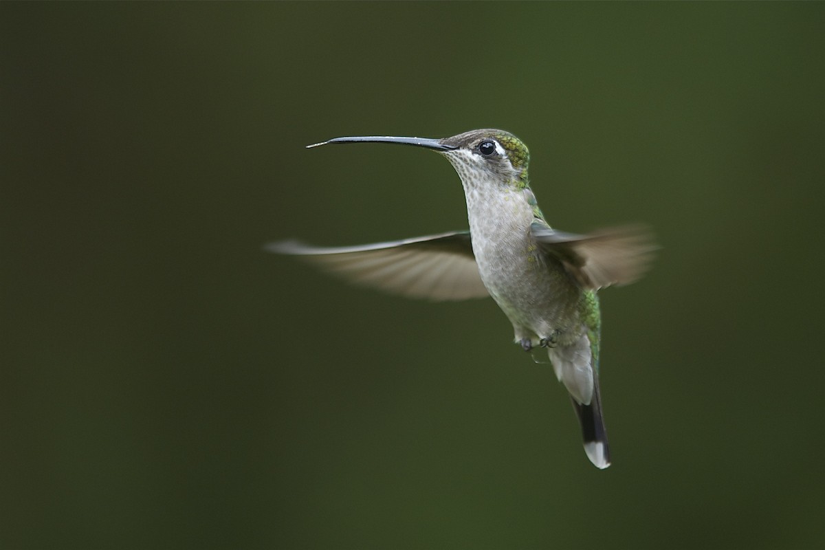 Rivoli's Hummingbird - Marc FASOL