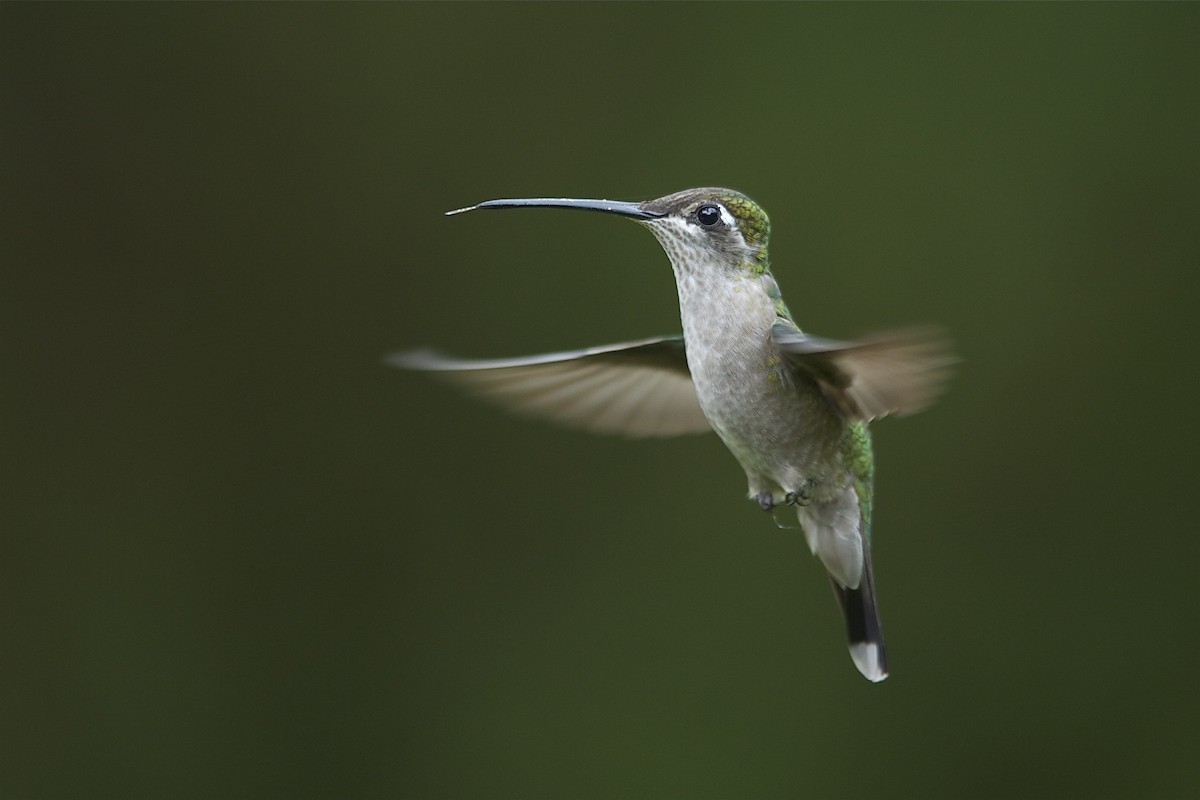 kolibřík skvostný - ML204978291