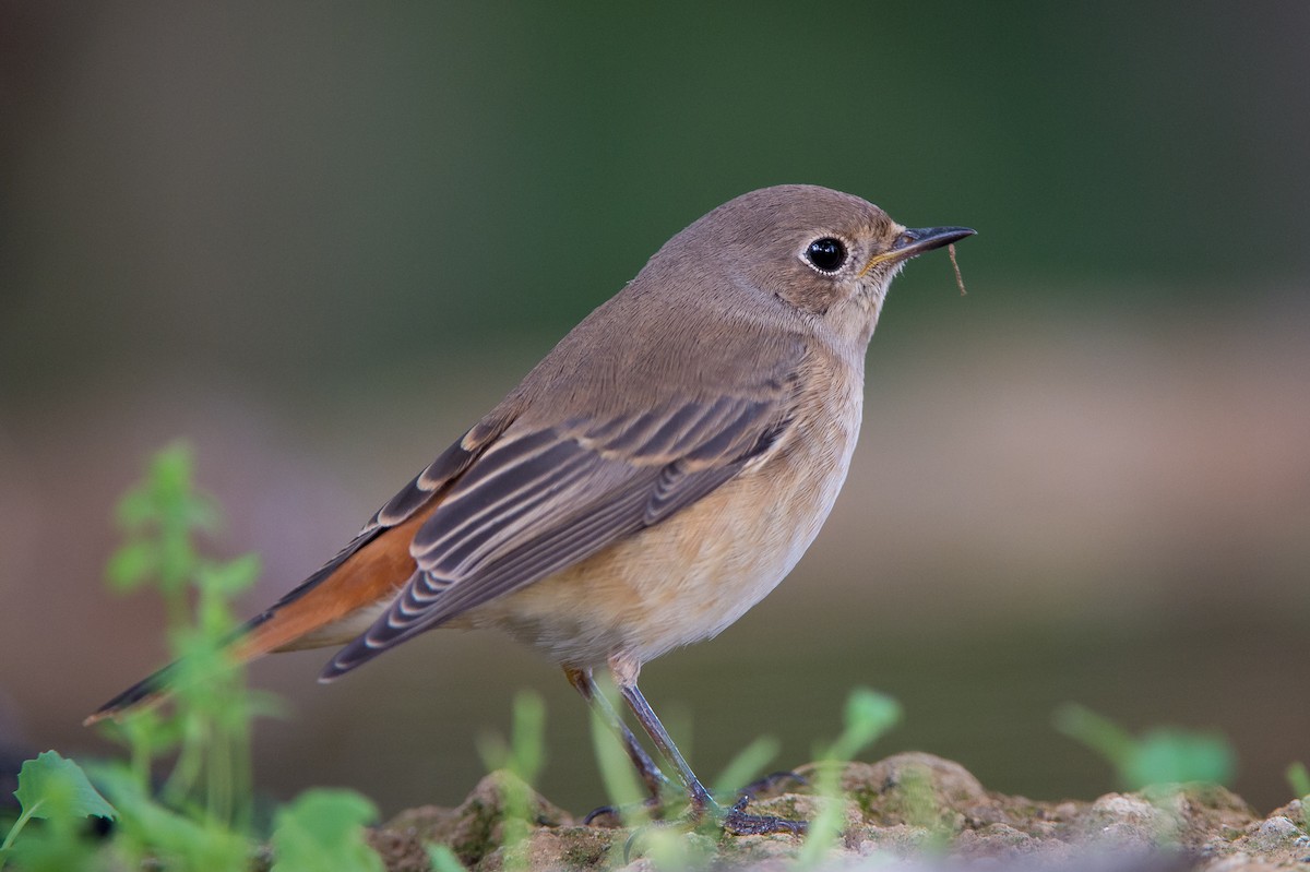 Common Redstart (Common) - ML204978701