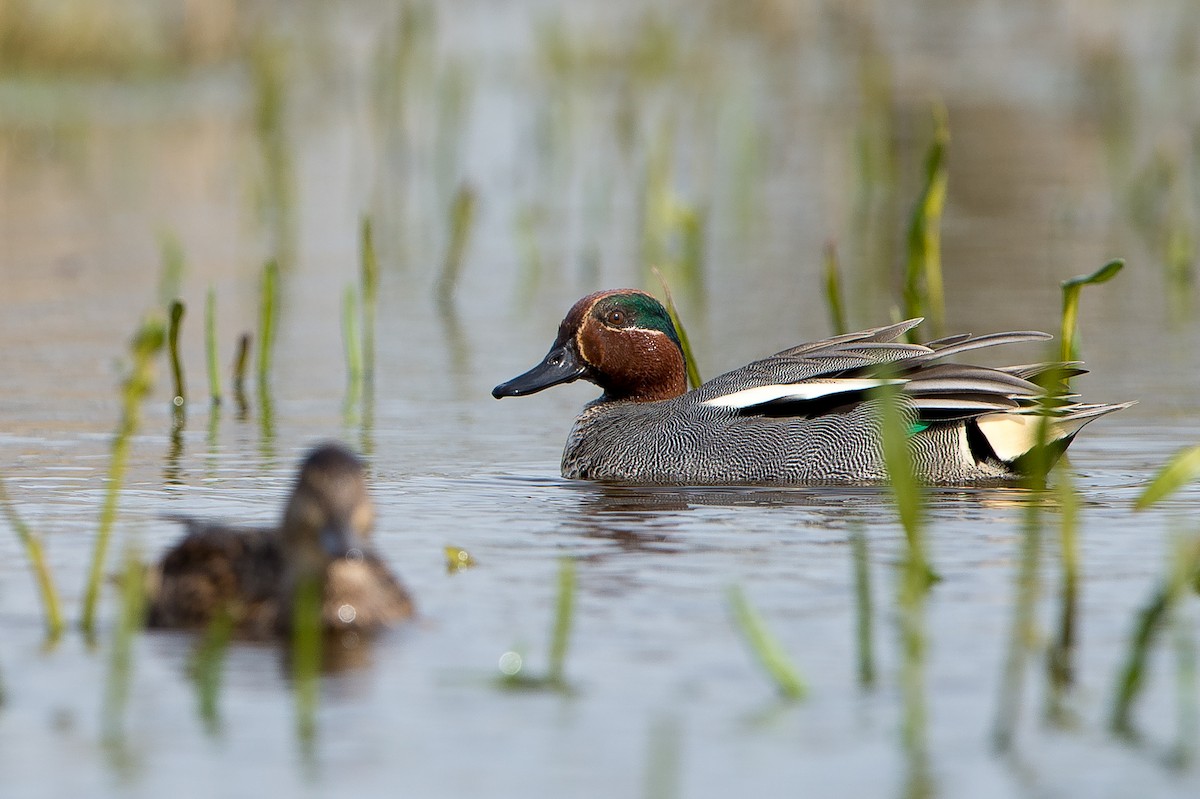 Green-winged Teal (Eurasian) - ML204978721