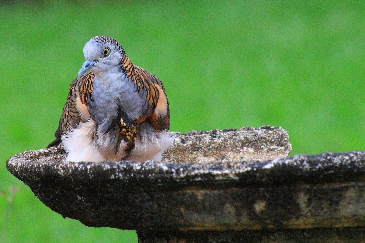 Bar-shouldered Dove - ML204978961