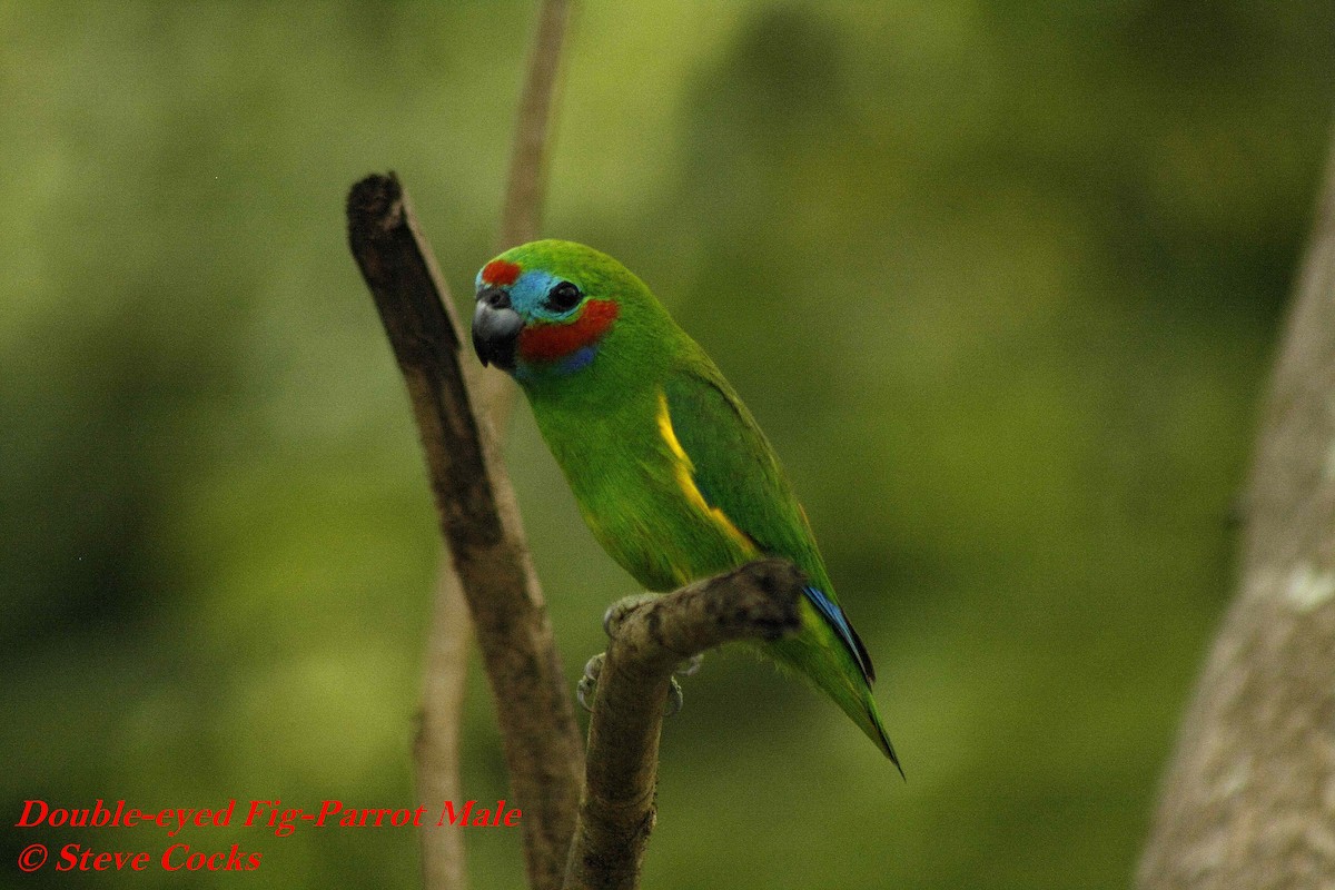 Double-eyed Fig-Parrot (Double-eyed) - Steve Cocks