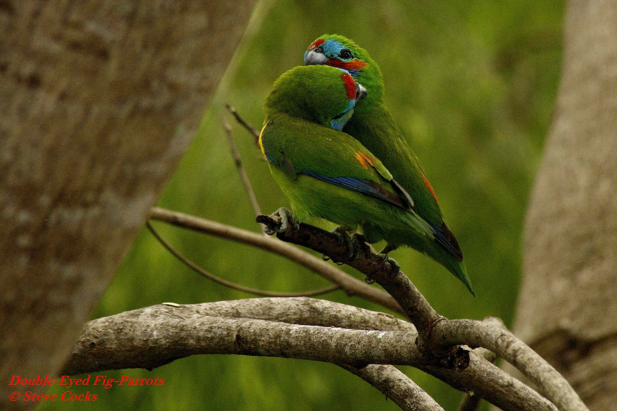 Double-eyed Fig-Parrot (Double-eyed) - Steve Cocks