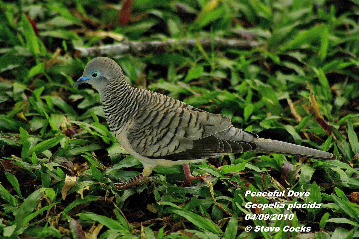 Peaceful Dove - Steve Cocks