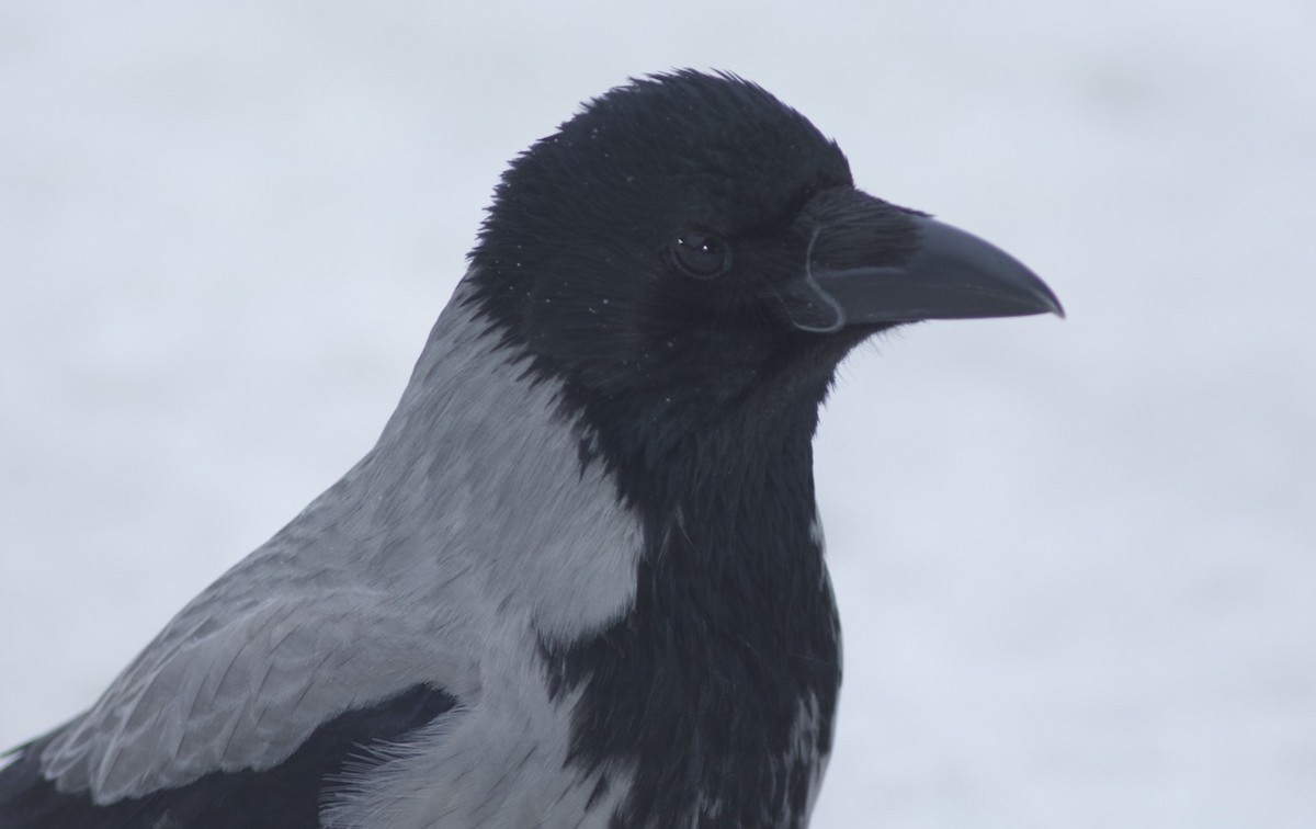 Hooded Crow (Hooded) - ML204979681