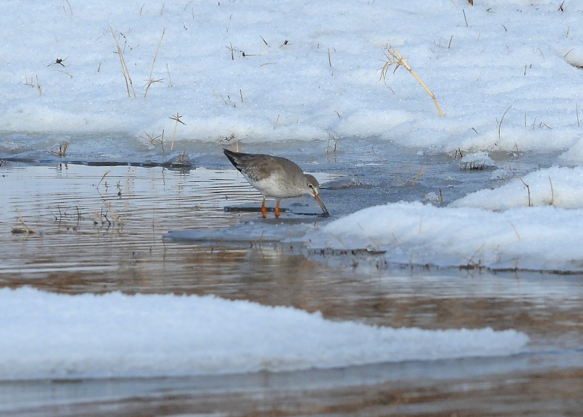 Common Redshank - ML204979871