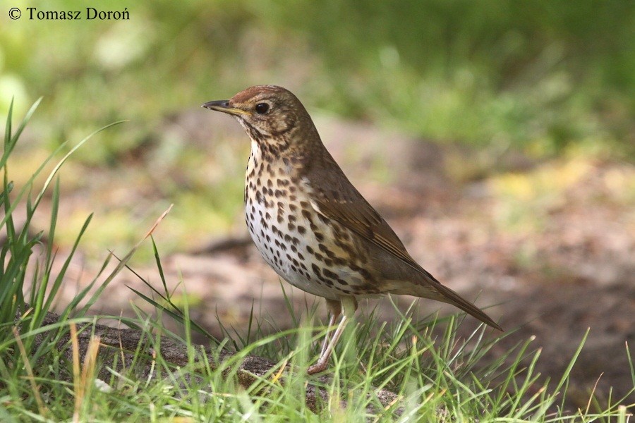 Song Thrush - ML204980071