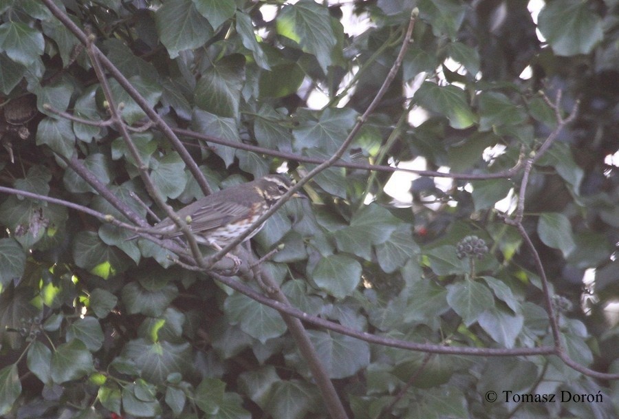 Redwing - ML204980091