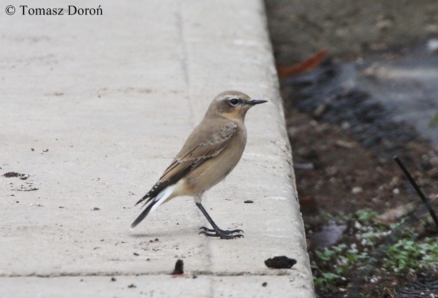 Northern Wheatear (Eurasian) - ML204980111