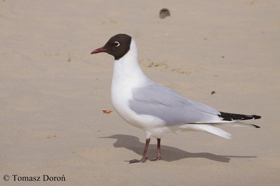 Black-headed Gull - ML204980131