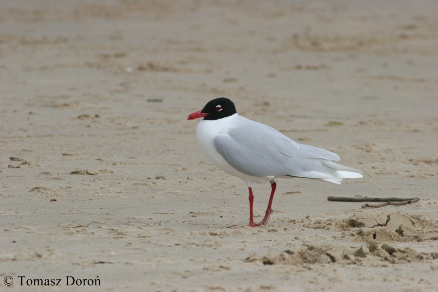 Mediterranean Gull - ML204980141