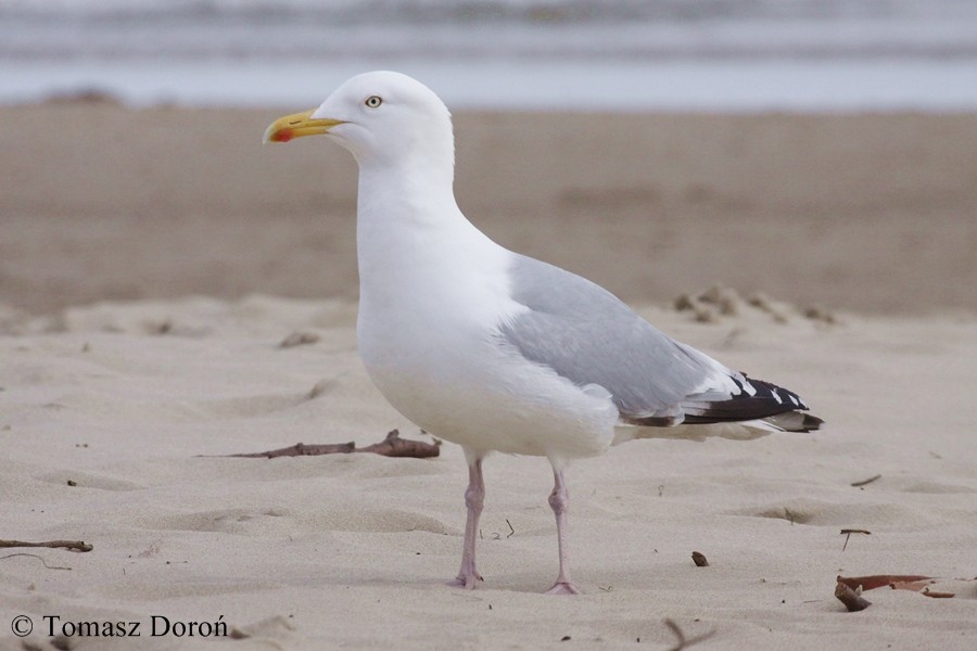 European Herring Gull - ML204980151