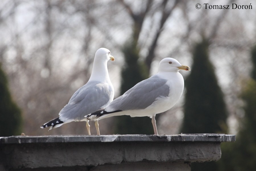 Caspian Gull - ML204980161