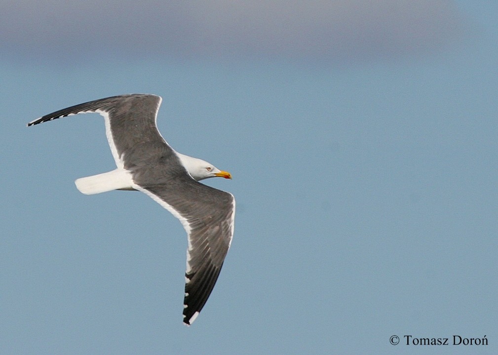 Lesser Black-backed Gull (graellsii) - ML204980171