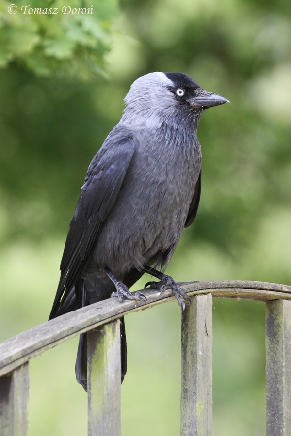 Eurasian Jackdaw - ML204980191