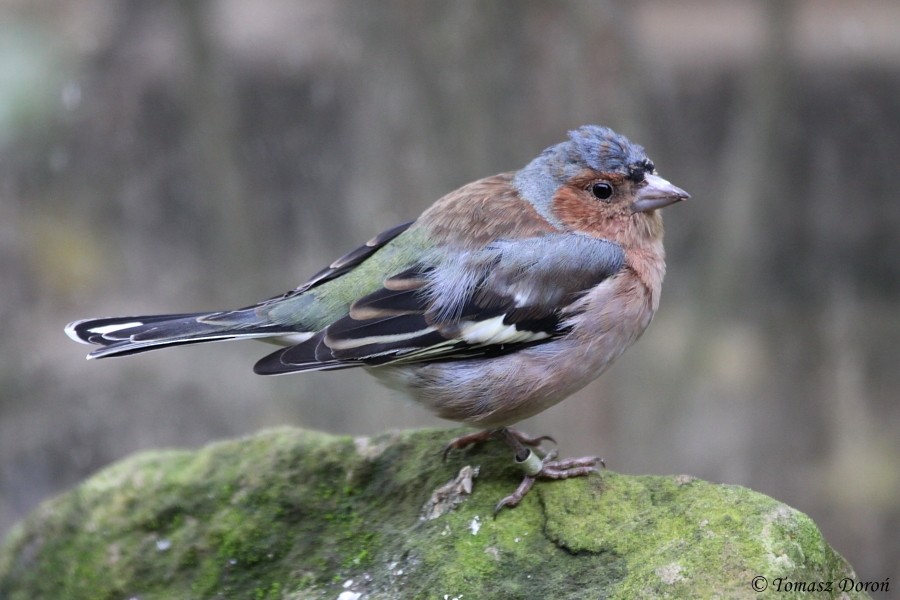 Common Chaffinch - ML204980211