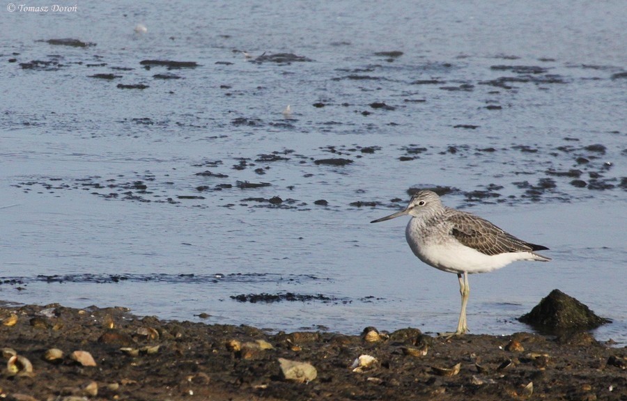 Common Greenshank - ML204980231