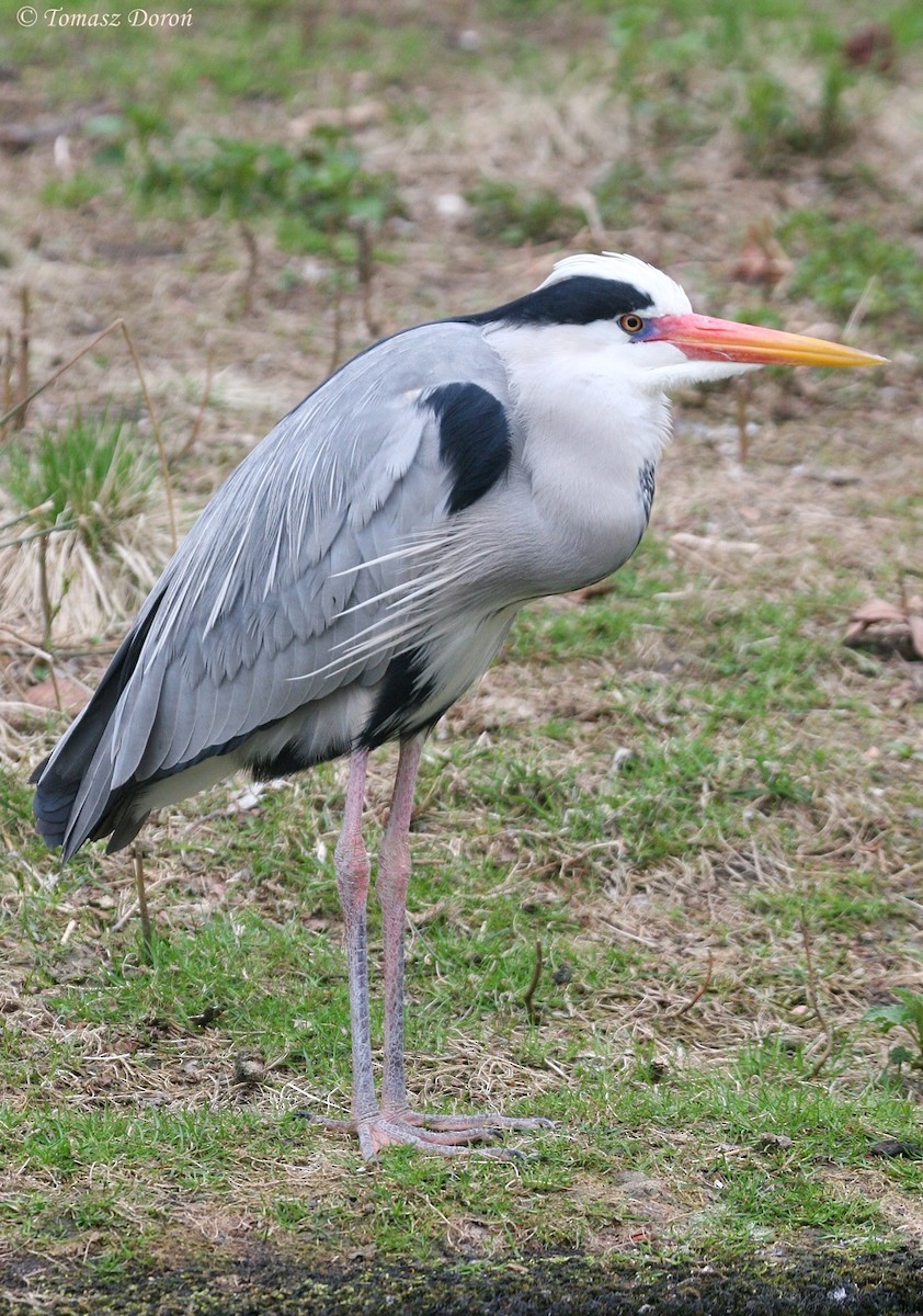 Gray Heron - ML204980251