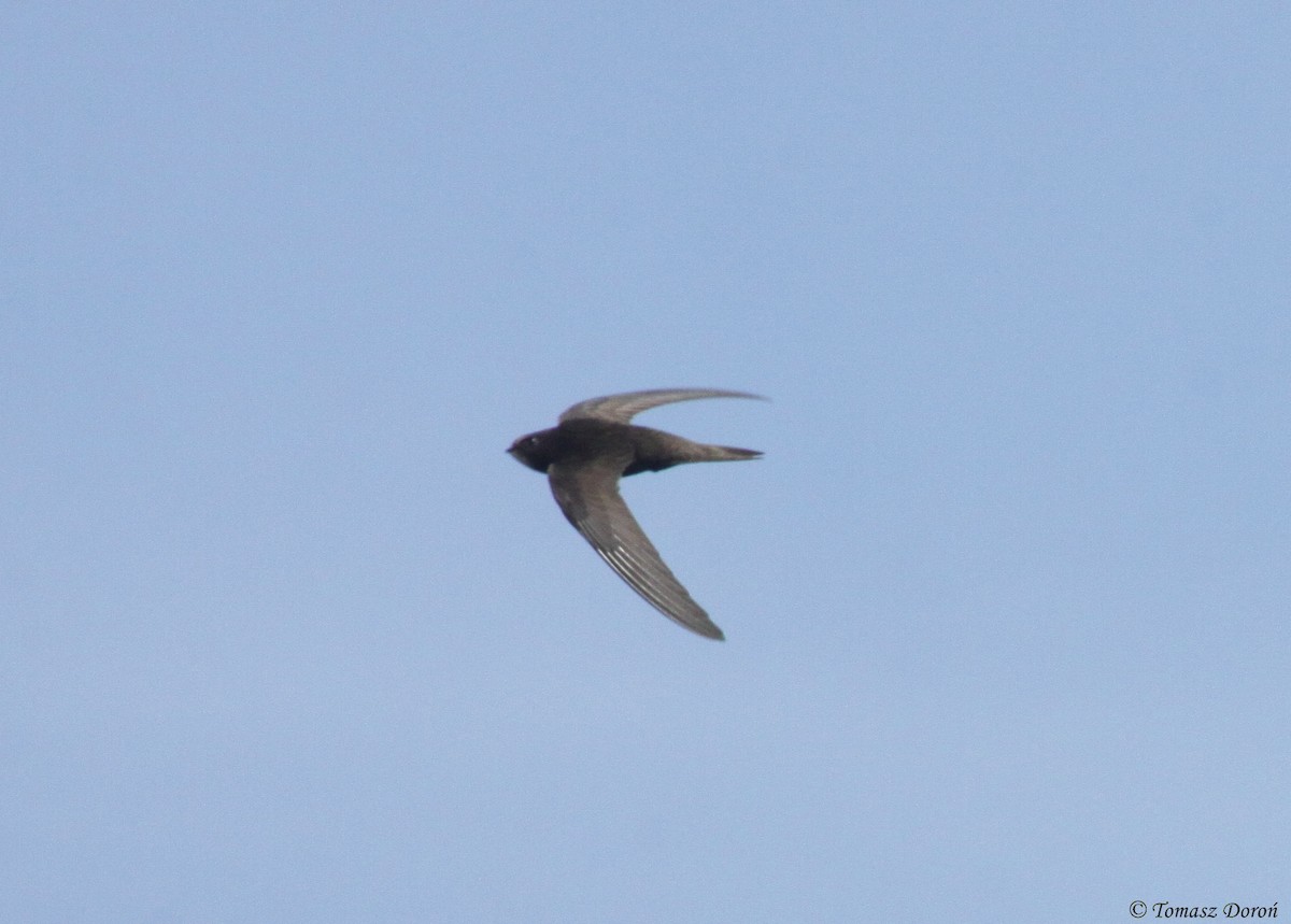 Common Swift - ML204980261